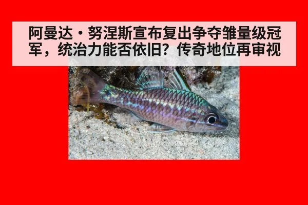 阿曼达·努涅斯宣布复出争夺雏量级冠军,统治力能否依旧?传奇地位再审视